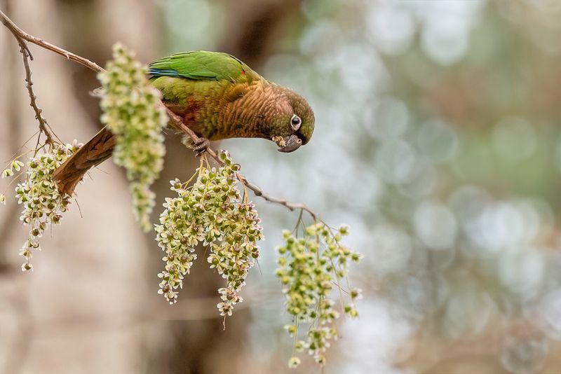 Blaze-winged Parakeet - Devilles Parkiet - Conure de Deville