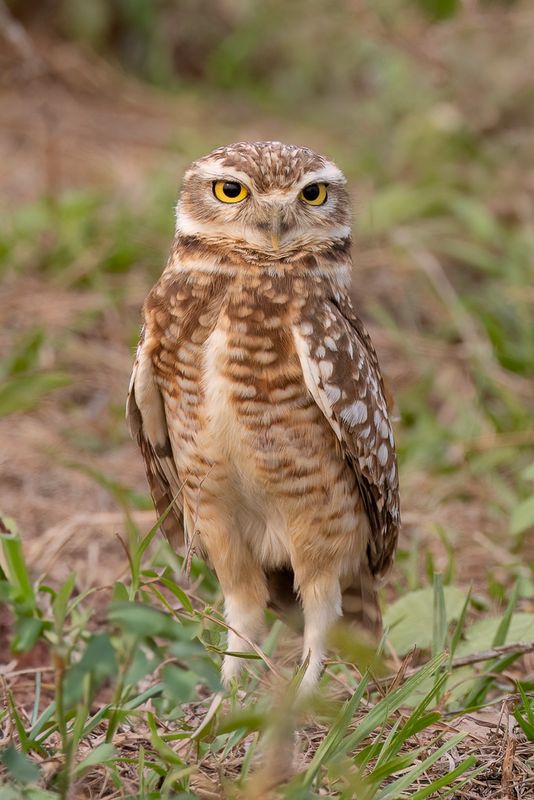 Burrowing Owl - Holenuil - Chevche des terriers