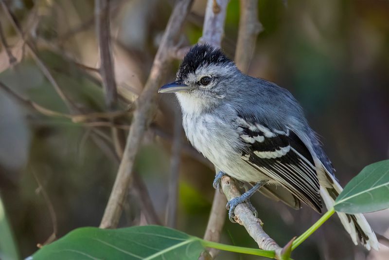 Large-billed Antwren - Langsnavelmiersluiper - Grisin  grand bec (m)