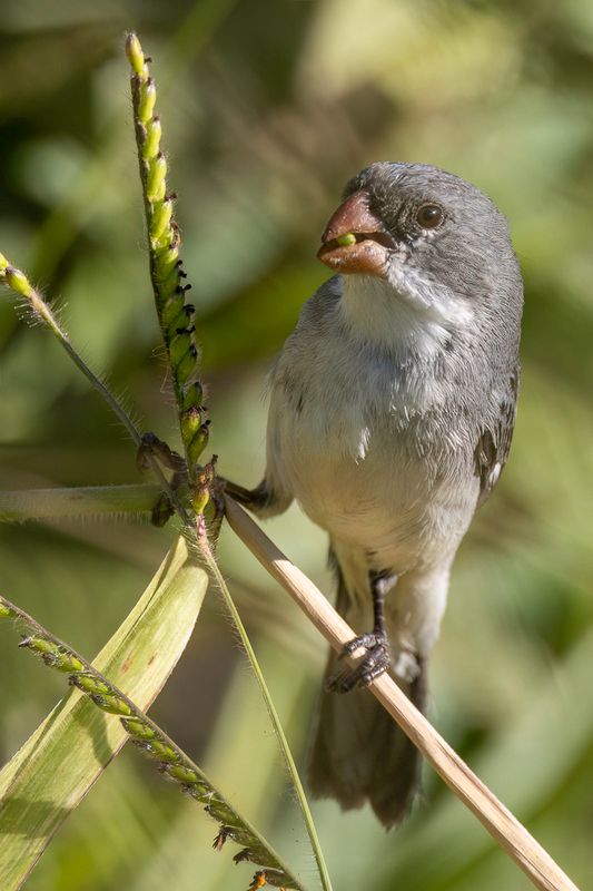 White-bellied Seedeater - Witbuikdikbekje - Sporophile  ventre blanc (m)