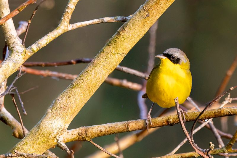 Southern Yellowthroat - Zuidelijke Maskerzanger - Paruline voile