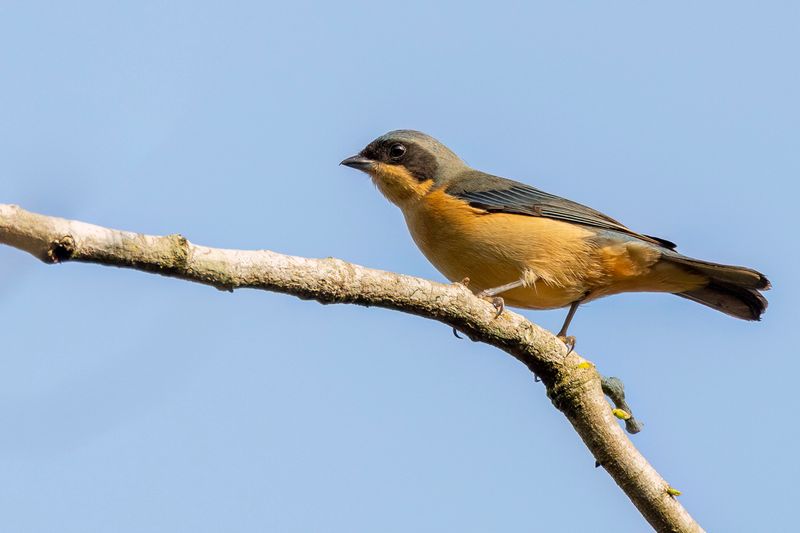 Fawn-breasted Tanager - Maskertangare - Tangara  dos noir