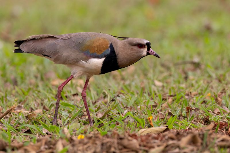 Southern Lapwing - Chileense Kievit - Vanneau tro