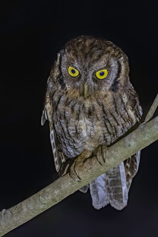 Tropical Screech Owl - Cholibaschreeuwuil - Petit-duc choliba