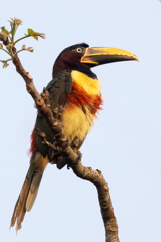 Chestnut-eared Aracari - Bruinoorarassari - Araari  oreillons roux