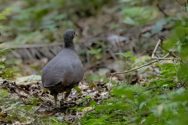 Brown Tinamou - Bruine Tinamoe - Tinamou brun