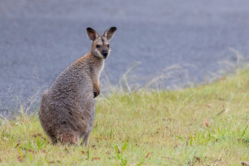 Mammals and marsupials of Australia