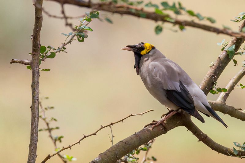 Wattled Starling (breeding male)