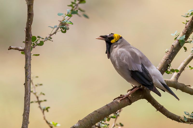 Wattled Starling (breeding male)
