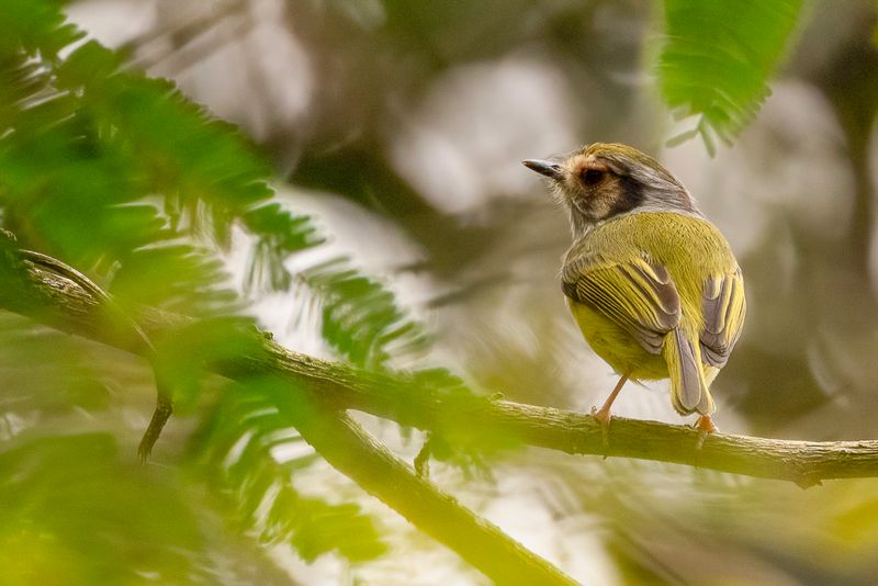 Eared Pygmy Tyrant - Oorvlekdwergtiran - Microtyran oreillard