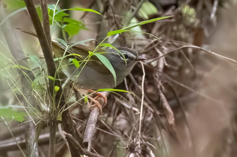 White-rimmed Warbler - Witbrauwzanger - Paruline  paupires blanches