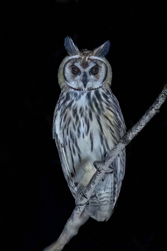 Striped Owl - Gestreepte Ransuil - Hibou stri