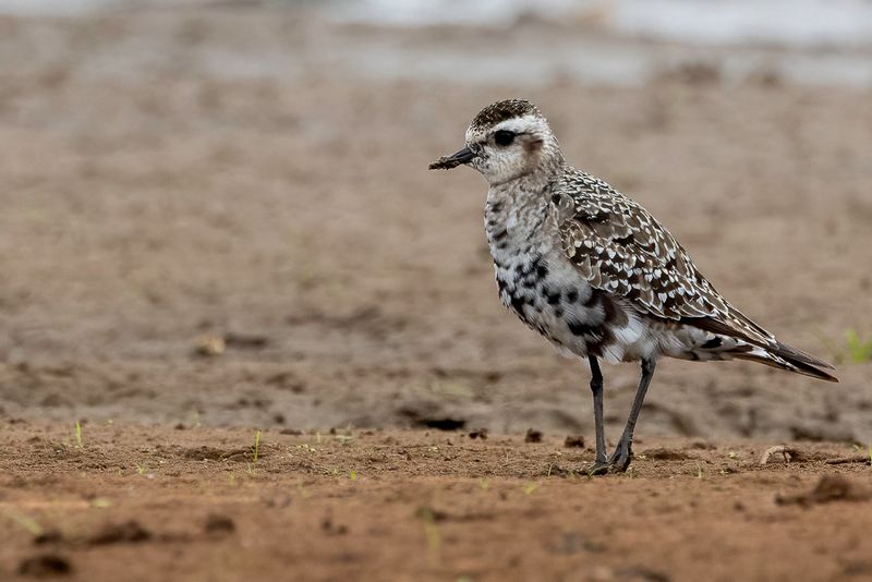 Birds of Paraguay 2024