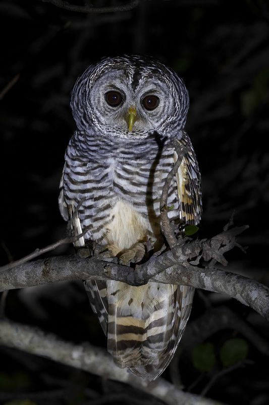 Chaco Owl