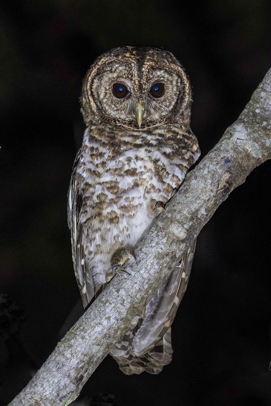 Rusty-barred Owl