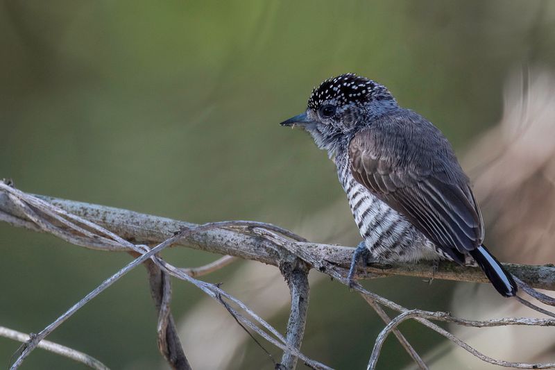White-barred Piculet (f)
