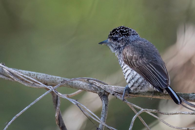 White-barred Piculet (f)