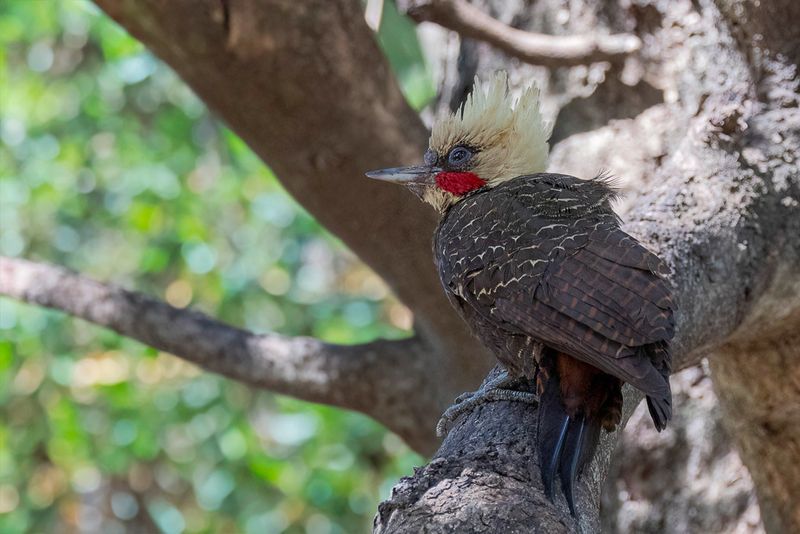 Pale-crested Woodpecker