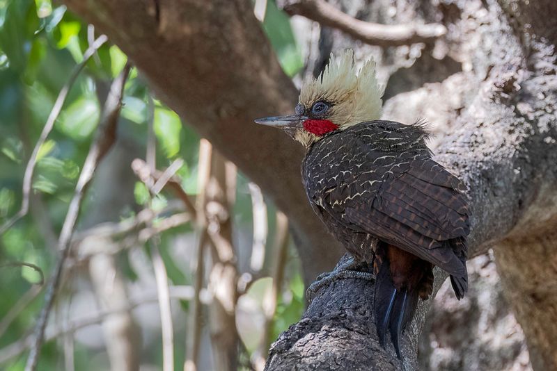 Pale-crested Woodpecker