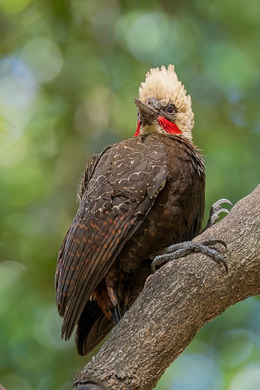 Pale-crested Woodpecker