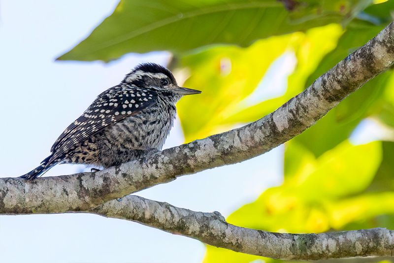 Checkered Woodpecker (f)