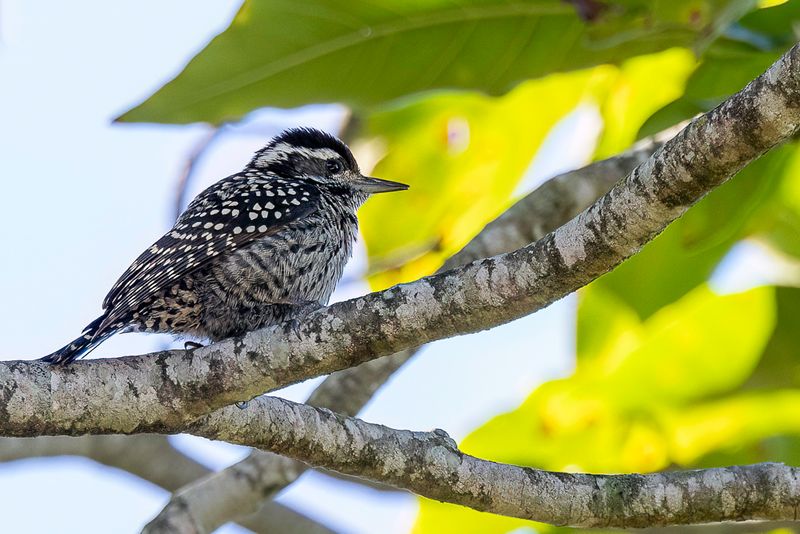 Checkered Woodpecker (f)