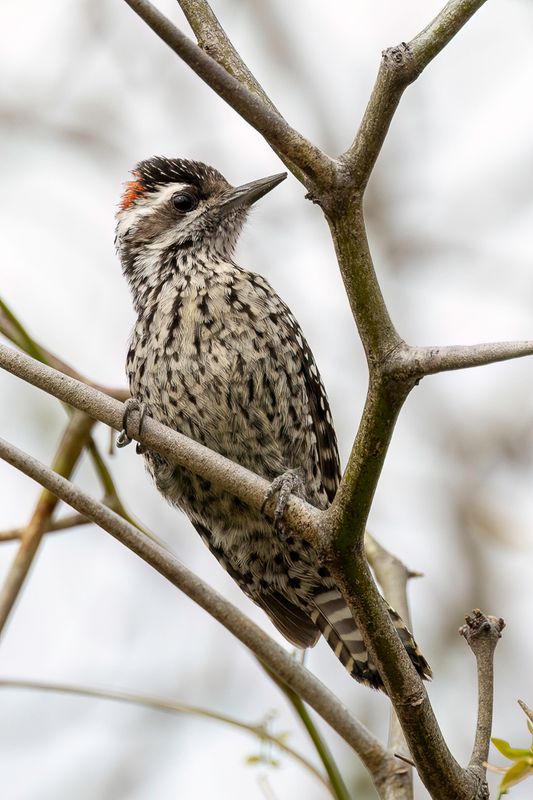 Checkered Woodpecker (m)