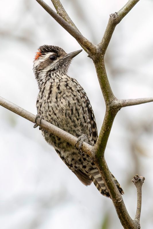 Checkered Woodpecker (m)
