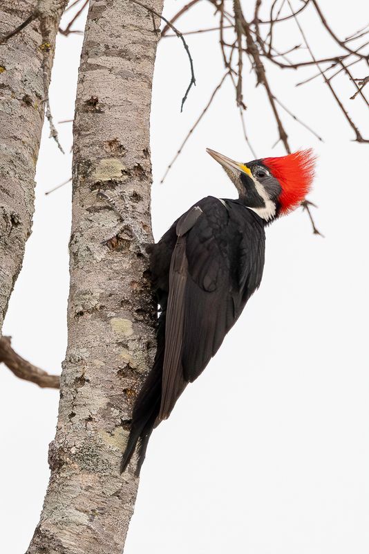 Black-bodied Woodpecker