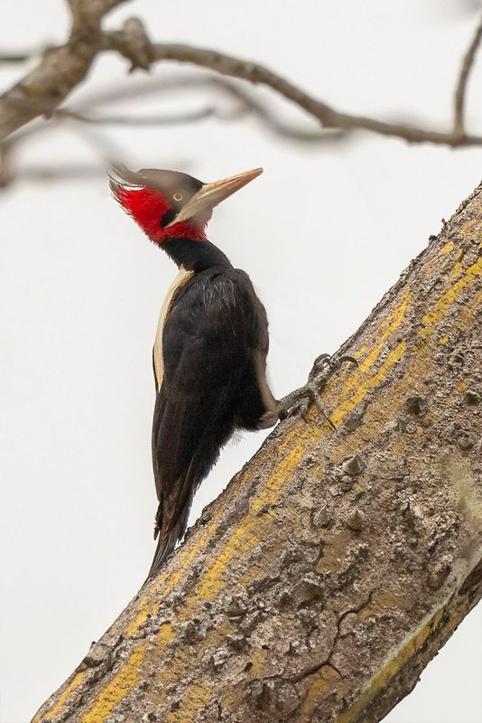 Cream-backed Woodpecker