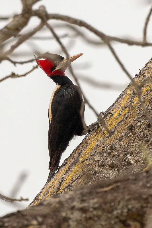 Cream-backed Woodpecker
