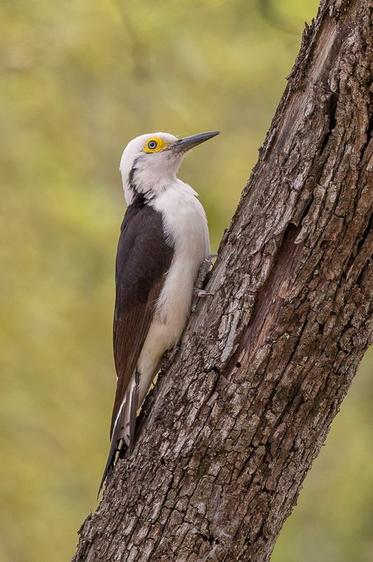 White Woodpecker
