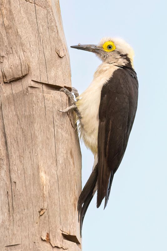 White Woodpecker