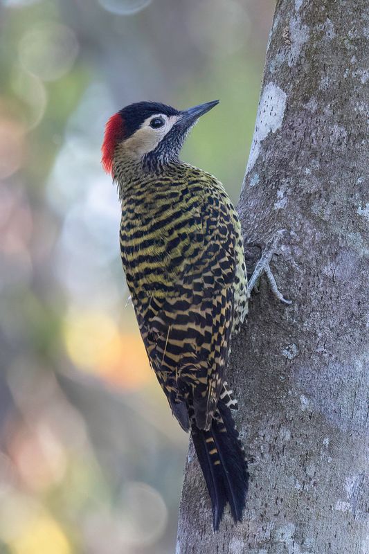 Green-barred Woodpecker (f)