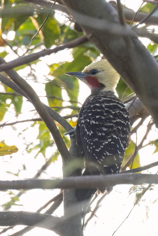 Blond-crested Woodpecker (m)
