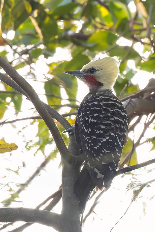 Blond-crested Woodpecker (m)
