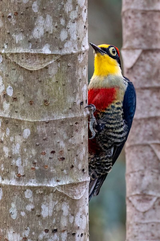 Yellow-fronted Woodpecker