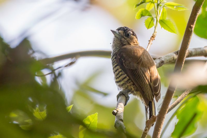 Ochre-collared Piculet