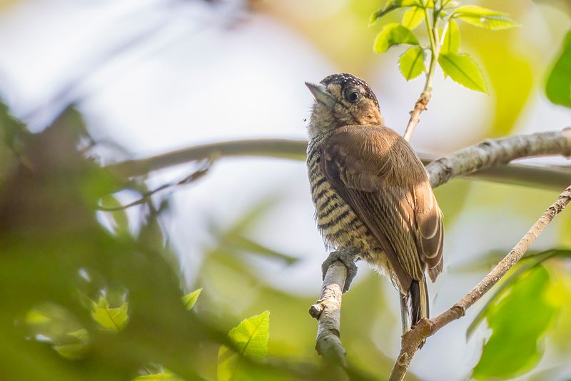 Ochre-collared Piculet