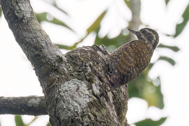 White-spotted Woodpecker