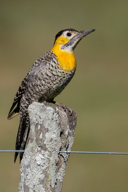 Campo Flicker
