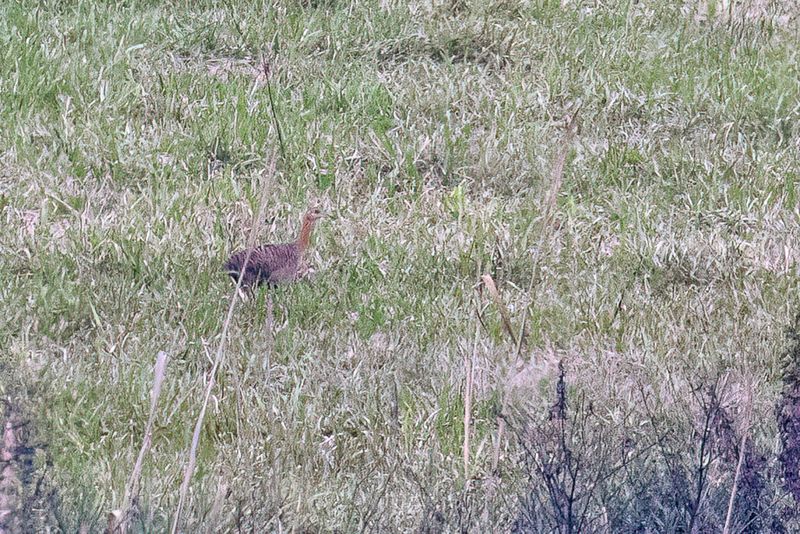 Red-winged Tinamou