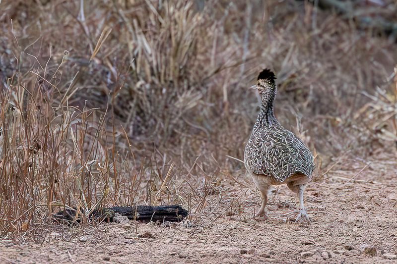 Brushland Tinamou
