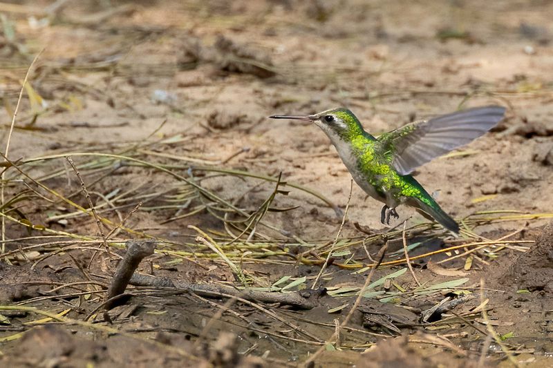 Glittering-bellied Emerald (f)