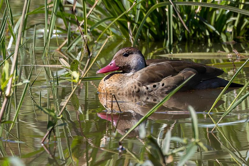 Brazilian Teal (m)