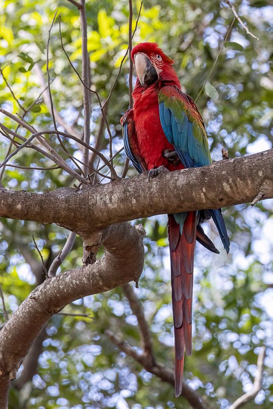 Red-and-green Macaw