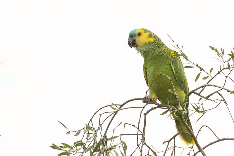 Turquoise-fronted Amazon