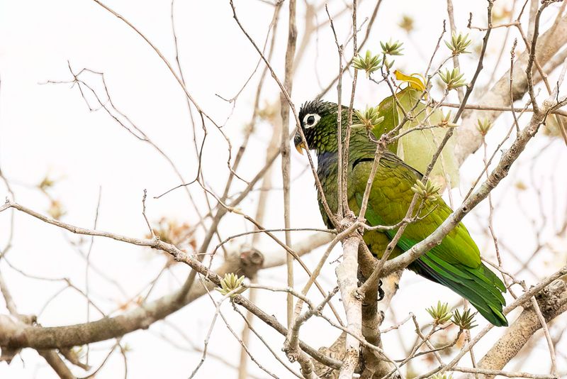 Scaly-headed Parrot.
