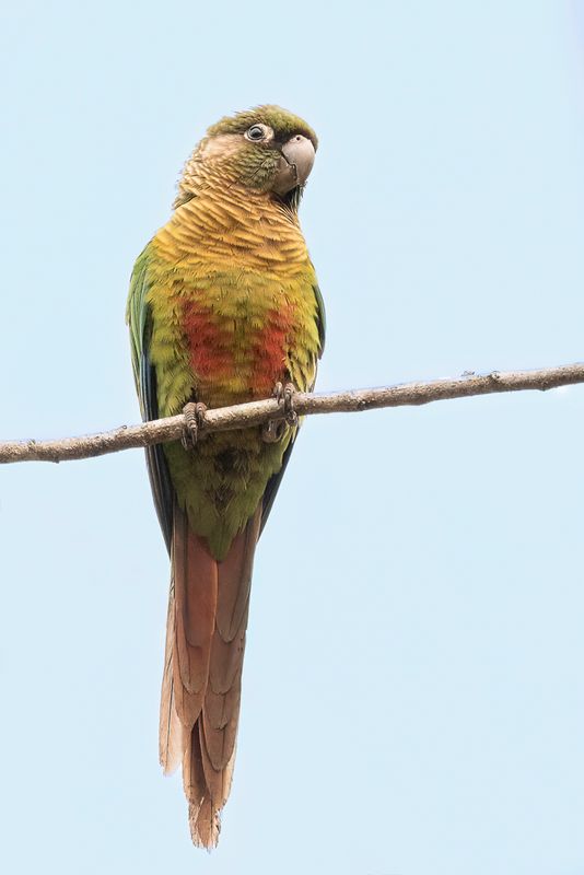 Blaze-winged Parakeet