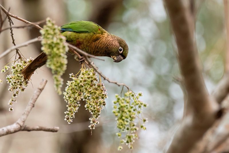 Blaze-winged Parakeet
